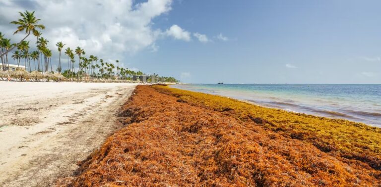 Seaweed Invasion: The Impact of Sargassum on the Caribbean in 2023